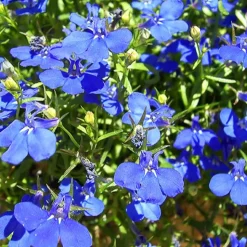 3 Lobelias Azuro - Cascade bleue en un clin d'œil