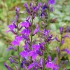 Lobelia Vedrariensis - Des épis violets tout l'été