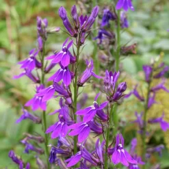 Lobelia Vedrariensis - Des épis violets tout l'été