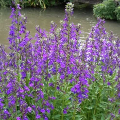 Lobelia Vedrariensis - Des épis violets tout l'été
