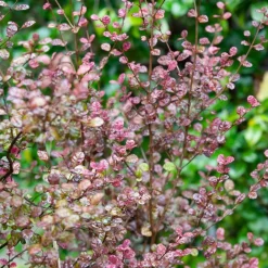 Lophomyrtus ralphii Purpurea Nana - Feuillage pourpre toute l'année