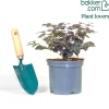 Loropétale de Chine Loropetalum 'Ruby Snow' blanc - Fleurs blanches sur feuillage prune