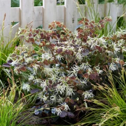 Loropétale de Chine Loropetalum 'Ruby Snow' blanc - Fleurs blanches sur feuillage prune