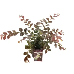 Loropétale de Chine Loropetalum 'Ruby Snow' blanc - Fleurs blanches sur feuillage prune