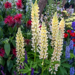 Lupin Chandelier - Des flambeaux fleuris au jardin