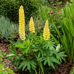 Lupin Chandelier - Des flambeaux fleuris au jardin