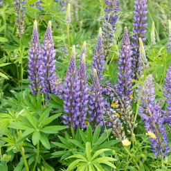 Lupin Gallery Blue - Des épis bleus dès juin