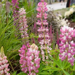 Lupin Gallery Pink - Des épis roses tout l'été