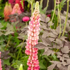 Lupin Gallery Pink - Des épis roses tout l'été
