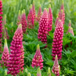 Lupin Gallery Red - Des flammes rouges au jardin