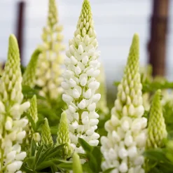 Lupin Gallery White - Des épis blancs qui claquent