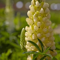 Lupin Gallery Yellow - Le jaune qui illumine