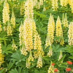 Lupin Gallery Yellow - Le jaune qui illumine