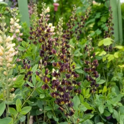 Lupin indigo Dark Chocolate - Un chocolat qui fleurit