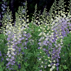 Lupin indigo Eclipse de lune - Floraison violette sans effort
