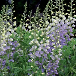 Lupin indigo Eclipse de lune - Floraison violette sans effort
