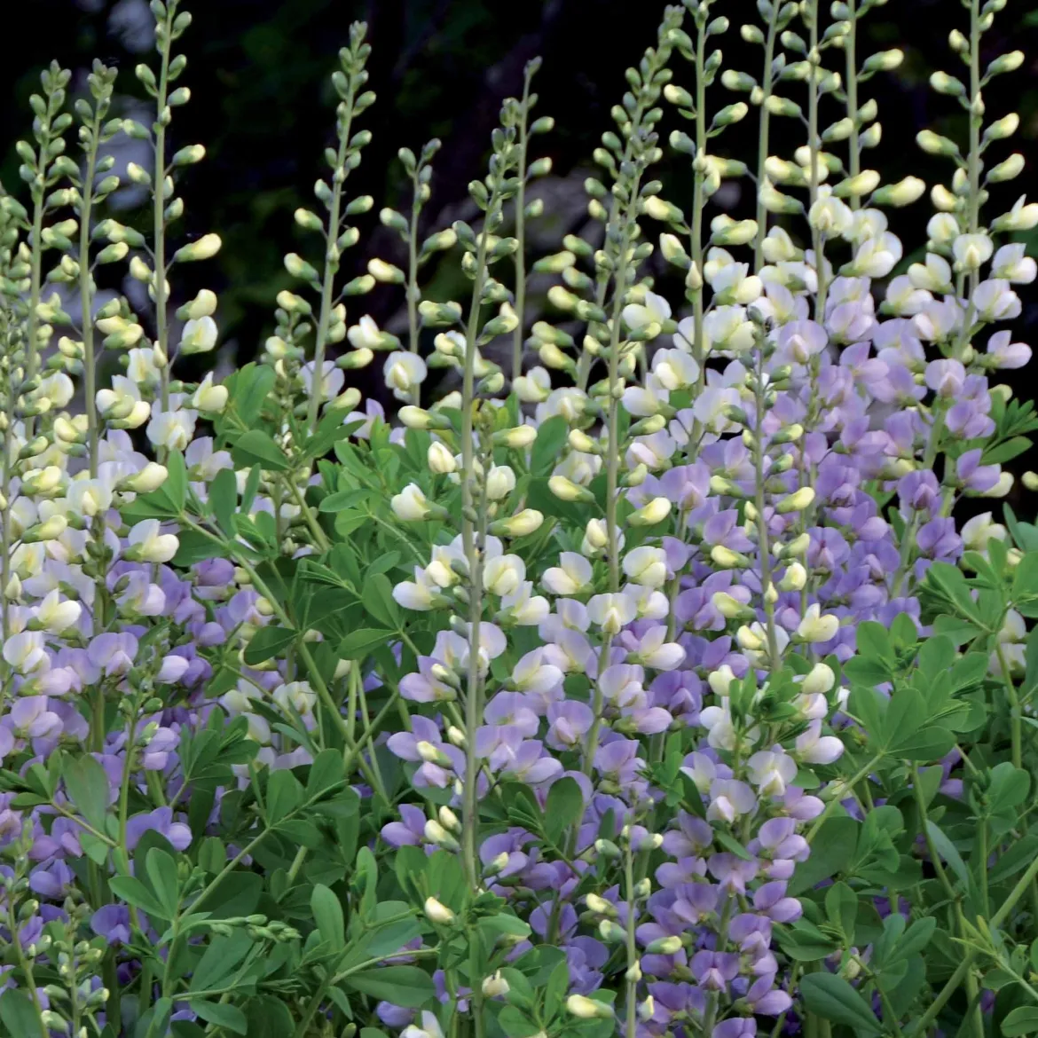 Lupin indigo Eclipse de lune - Floraison violette sans effort