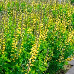 Lupin indigo Lemon Meringue - Jaune crème sans effort