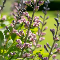 Lupin indigo Pink Truffles - Des fleurs roses sans effort