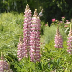 Lupin La Chateleine - Un rose qui illumine tout