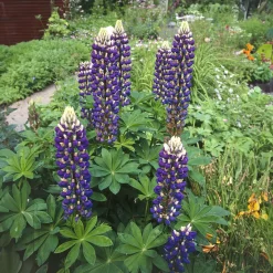 Lupin Le Gouverneur - Des épis bicolores en été