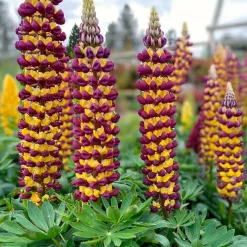 Lupin Manhattan Lights® - Des épis bicolores éclatants