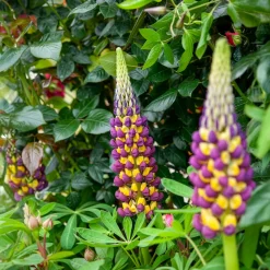 Lupin Manhattan Lights® - Des épis bicolores éclatants