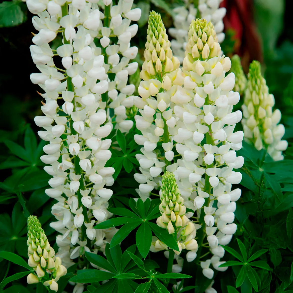 Lupin Noble Maiden - Des colonnes blanches au jardin