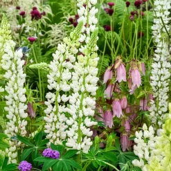 Lupin Noble Maiden - Des colonnes blanches au jardin