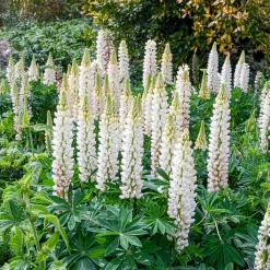 Lupin Noble Maiden - Des colonnes blanches au jardin