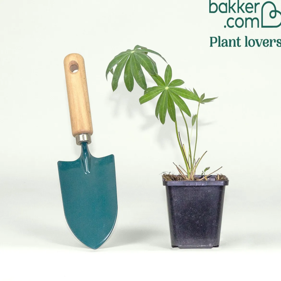 Lupin Noble Maiden - Des colonnes blanches au jardin