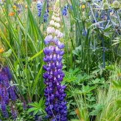 Lupin Persian Slipper - Des épis violets tout l'été