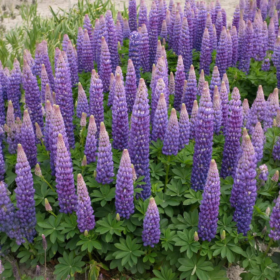 Lupin Persian Slipper - Des épis violets tout l'été