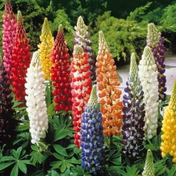 5 Lupin Russell en mélange - Des épis colorés tout l'été