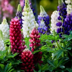 5 Lupin Russell en mélange - Des épis colorés tout l'été
