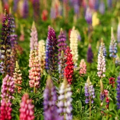 Lupins en mélange - Des massifs colorés vite fleuris