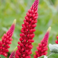 3 Lupins rouges - Des flèches rouges au jardin