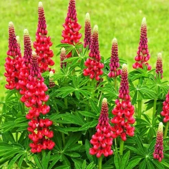 3 Lupins rouges - Des flèches rouges au jardin