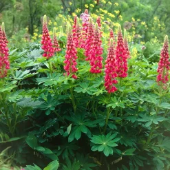 Lupin The Pages - Massif rouge en un été