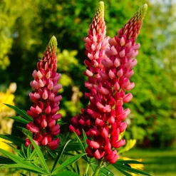 Lupin The Pages - Massif rouge en un été