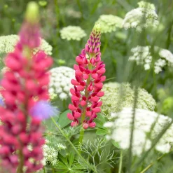 Lupin The Pages - Massif rouge en un été
