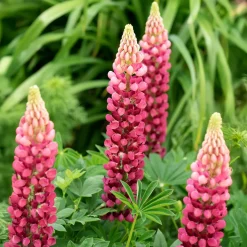 Lupin The Pages - Massif rouge en un été