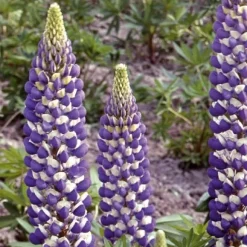 Lupin vivace Russell Hybrids The Governer - Des épis bleus dès l'été