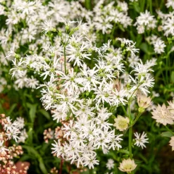 Lychnis fleur de coucou White Robin - Le blanc pur au bord de l'eau