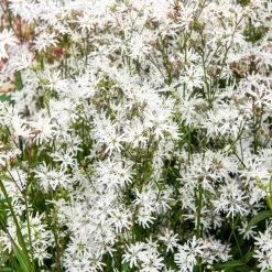 Lychnis fleur de coucou White Robin - Le blanc pur au bord de l'eau