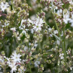 Lychnis fleur de coucou White Robin - Le blanc pur au bord de l'eau
