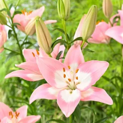 Lys asiatique 'Levi' - Un rose éclatant tout l'été