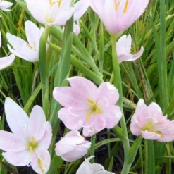 Lys des cafres blanc - Des fleurs quand tout se fane