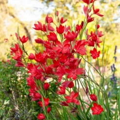 Lys des cafres 'Major' - Des fleurs rouges en automne