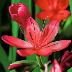 Lys des cafres 'Major' - Des fleurs rouges en automne